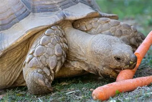 As Tartarugas Podem Comer Cenouras? Fatos de saúde aprovados pelo veterinário & FAQ