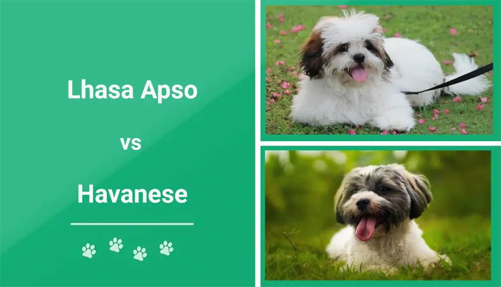 Lhasa Apso vs Havanese: อันไหนเหมาะกับฉัน? (พร้อมรูปภาพ)