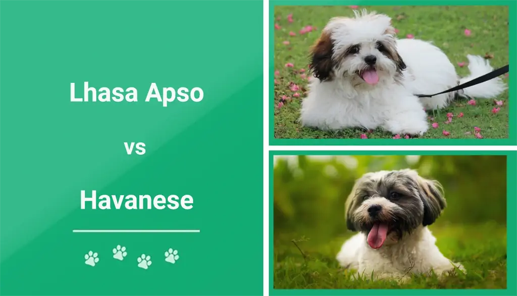 Lhasa Apso vs Havanese: Qual é o certo para mim? (Com fotos)