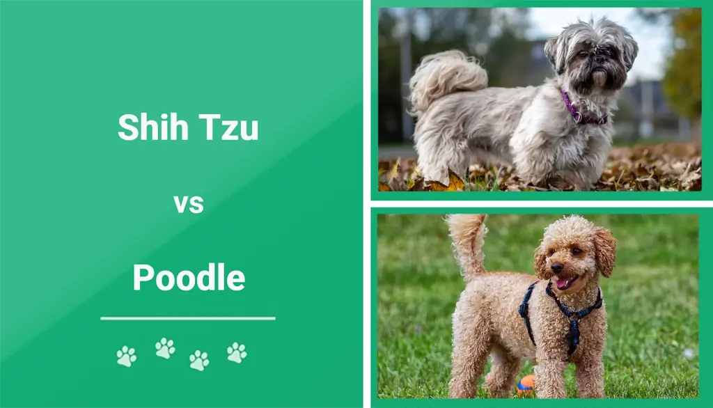 Shih Tzu vs Poodle: Dallime të dukshme (Me foto)