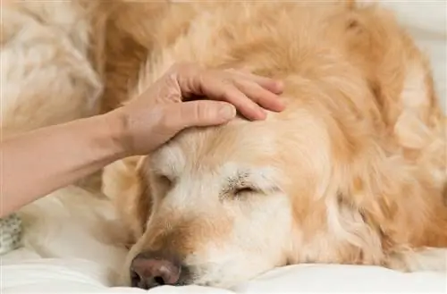 Quão propensos são os Golden Retrievers a problemas de pele? O que você precisa saber