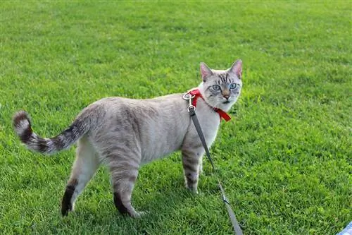 10 ótimas dicas sobre como treinar um gato siamês