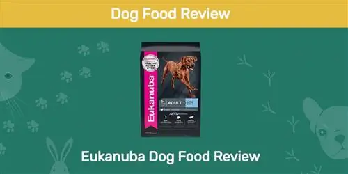 Eukanuba Dog Food Review 2023: Klady, zápory & Stiahnutie
