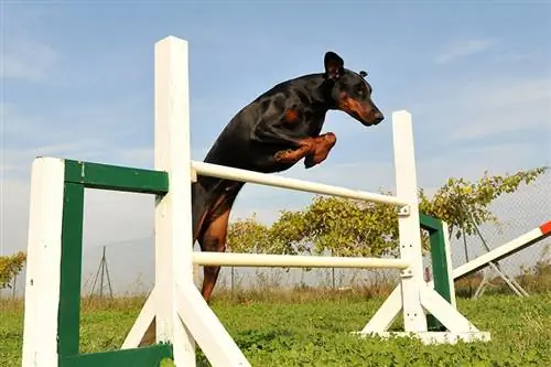 Колко високо могат да скачат доберманите? Одобрени от ветеринар факти & Съвети