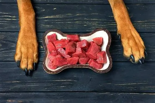Fleischklopfer für Hunde: Ist das gesund? Vet Approved Facts & FAQ