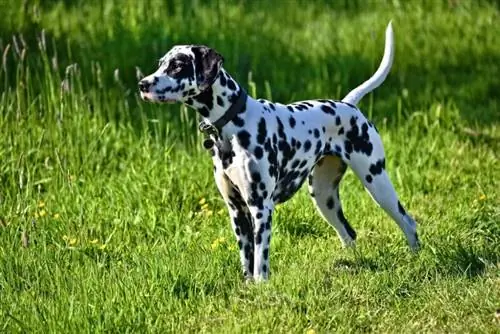Pourquoi les dalmatiens sont-ils connus sous le nom de "chiens de pompiers" ? Faits & Histoire