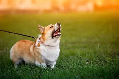 Corgis เห่าบ่อยไหม? ข้อเท็จจริงที่ได้รับอนุมัติจากสัตวแพทย์ & เคล็ดลับในการหยุดมัน