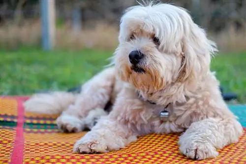 Kunnen honden spinnen? Feiten & 6 Veelvoorkomende geluiden