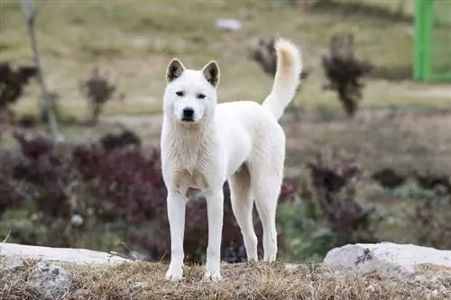 Hướng dẫn về giống chó Jindo của Hàn Quốc: Thông tin, Hình ảnh, Chăm sóc & Thêm