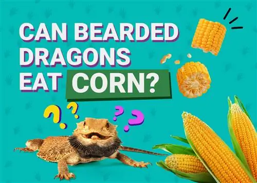 ¿Pueden los dragones barbudos comer maíz? Datos de salud & Preguntas frecuentes