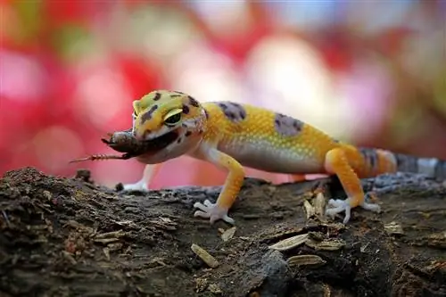 Какво ядат леопардовите гекони? Списък с храни, Диета & Съвети за хранене