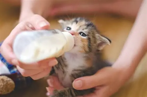 So füttern Sie ein Kätzchen in 5 Schritten mit der Flasche (Antwort des Tierarztes)
