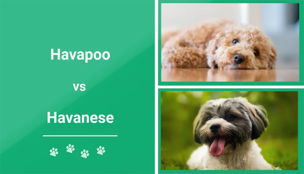 Havapoo vs Havanese: quin és el més adequat per a mi? (Amb Imatges)