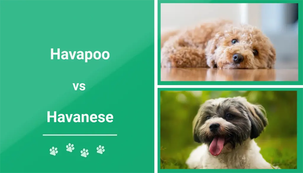 Havapoo נגד Havanese: איזה מהם מתאים לי? (עם תמונות)