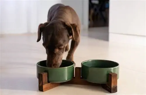 Нохойн хуурай хоолтой юу хольж болох вэ? 25 гайхалтай зөвлөмж