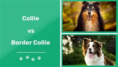 Collie vs Border Collie: visuelle forskjeller & Oversikt