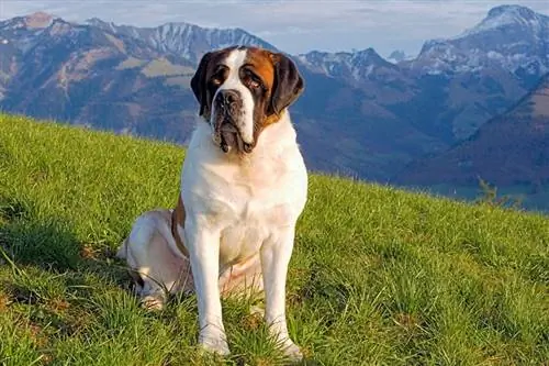 15 Saint Bernard Mixes (Şəkillərlə)