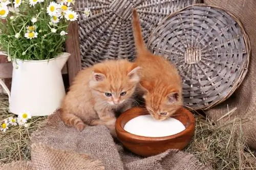 Können Kätzchen Milch trinken? Was du wissen musst