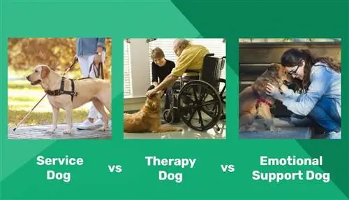 Υπηρεσία εναντίον Θεραπείας εναντίον Συναισθηματικής Υποστήριξης Σκύλος: Οι κύριες διαφορές