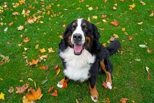 13 интересни факта за бернското планинско куче, които ще ви забавляват