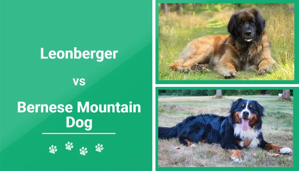 Leonberger vs gos de muntanya de Berna: diferències clau (amb imatges)