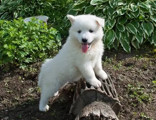 Köpeğim Neden Hızlı Nefes Alıyor: Veteriner Tarafından Açıklanan 7 Neden