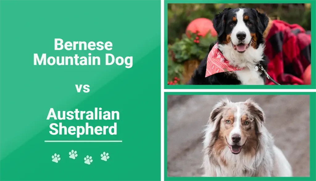 Bernski planinski pas protiv australskog ovčara: razlike (sa slikama)