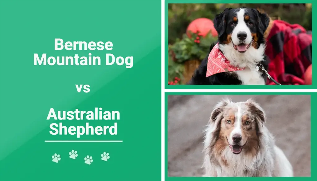 Berner Sennenhund vs Australian Shepherd: The Differences (Med bilder)