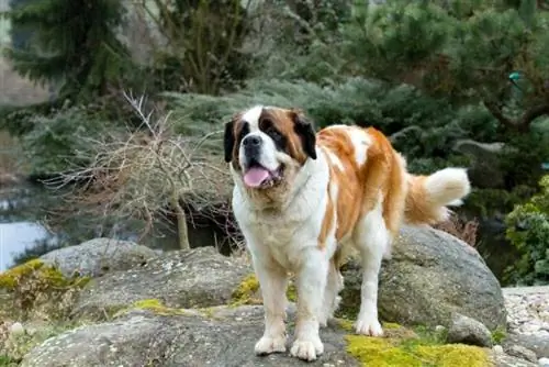 11 كلاب تشبه كلب جبل بيرنيز (بالصور)