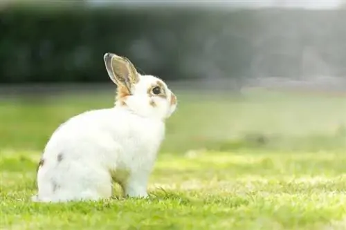 Quantas raças de coelhos existem no mundo? (Atualização de 2023)