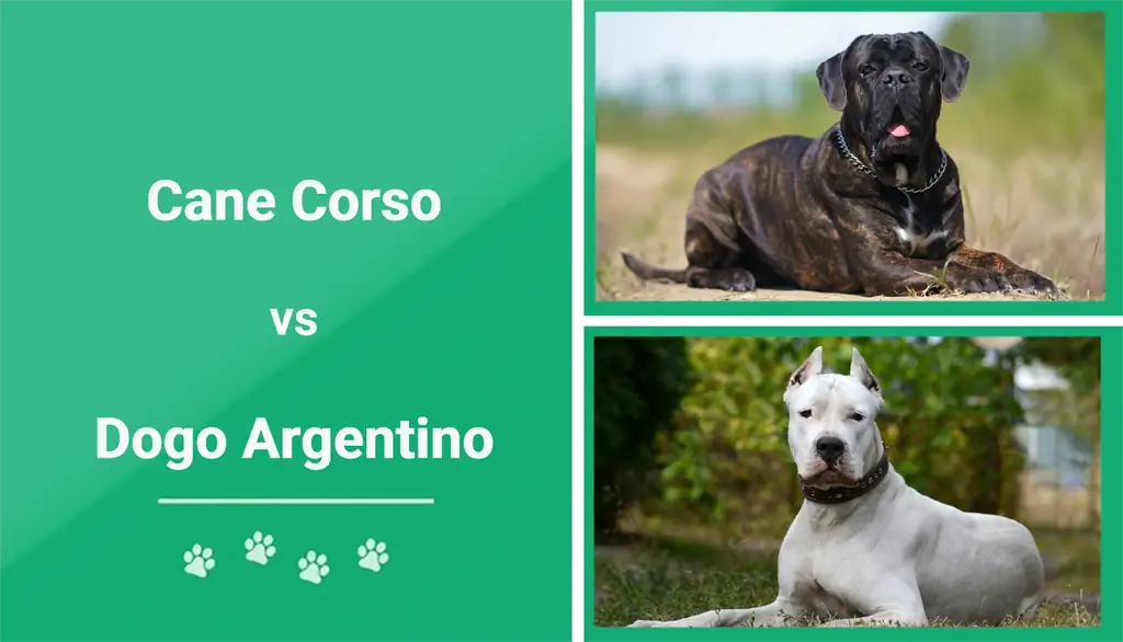 Cane Corso مقابل Dogo Argentino: شرح الاختلافات (بالصور)