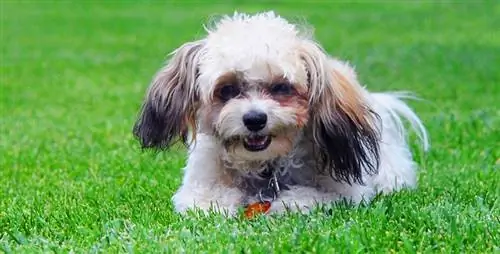 Shih-Poo (Shih Tzu & pudel aralashmasi): Ma'lumot, rasmlar, parvarishlash & Batafsil