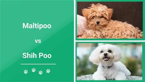 M altipoo vs Shih Poo: Rozdíly (s obrázky)