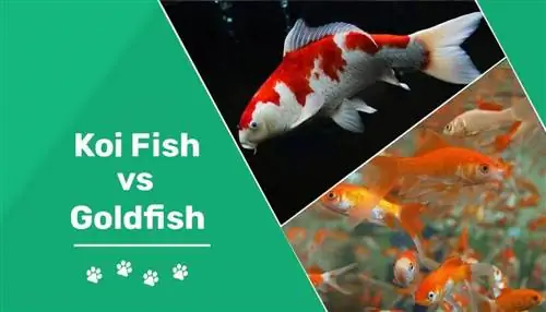 Zlatá rybka vs Koi: Kľúčové rozdiely (s obrázkami)