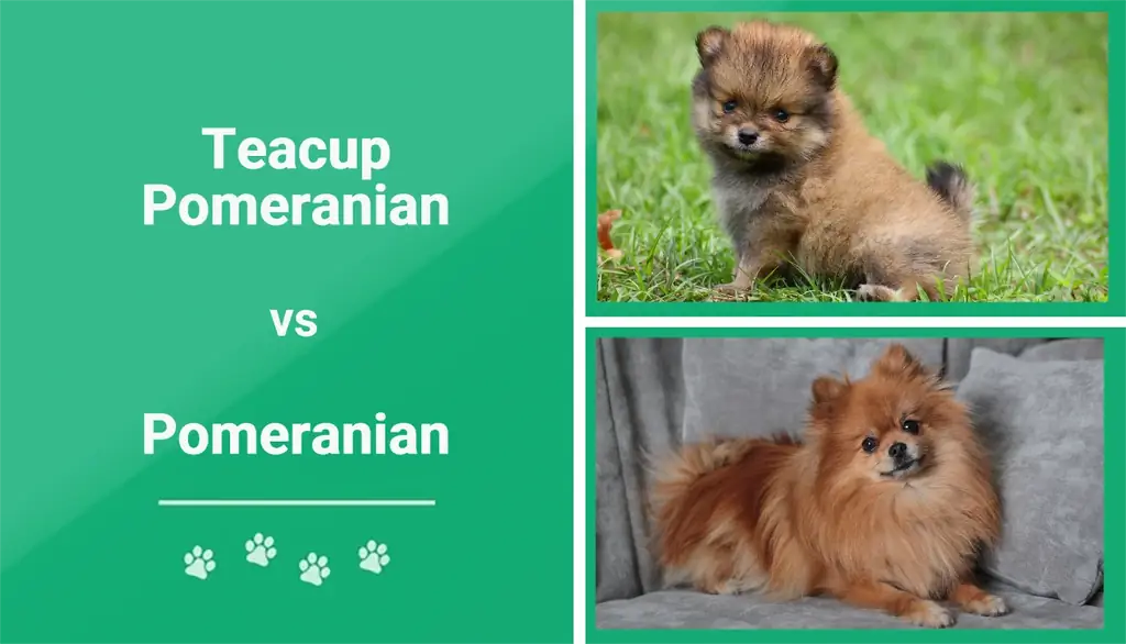 Teekuppi Pomeranian vs. Pomeranian: erot (kuvien kanssa)