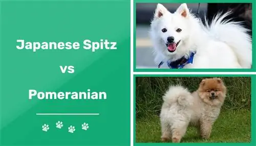 Spitz japonais vs Pomeranian: Principales différences & Similitudes
