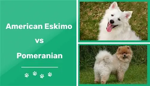 Eskimo ya Marekani dhidi ya Pomeranian: Tofauti Kuu & Zinazofanana