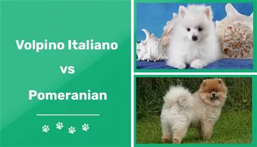 Volpino Italiano vs Pomeranian. Հիմնական տարբերությունները & Նմանություններ