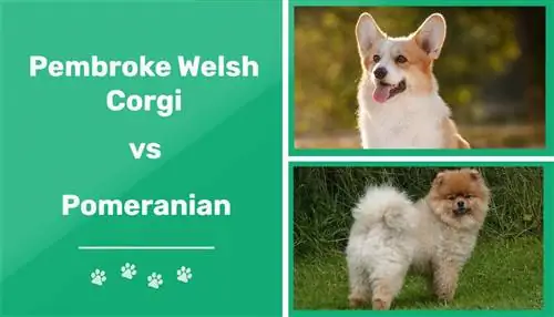 Pembroke Welsh Corgi vs Pomeranian: diferències clau & Similituds