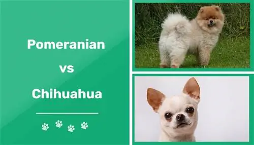 Pomerániai vs Chihuahua: Figyelemre méltó különbségek & Hasonlóságok