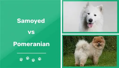 Samojed proti Pomerancu: opazne razlike & Podobnosti