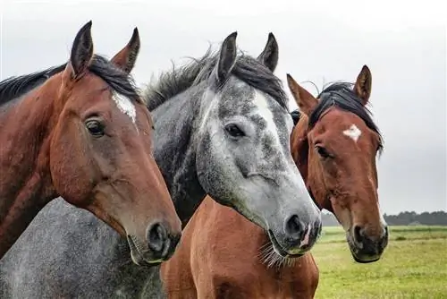 Sulit ba ang Horse Insurance? Anong kailangan mong malaman