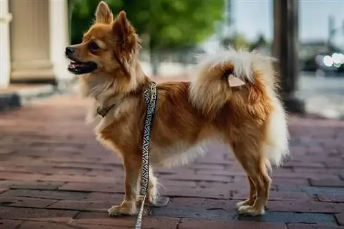 Pomchi (Pomeranian & Chihuahua Mix): Info, billeder, pleje & Mere