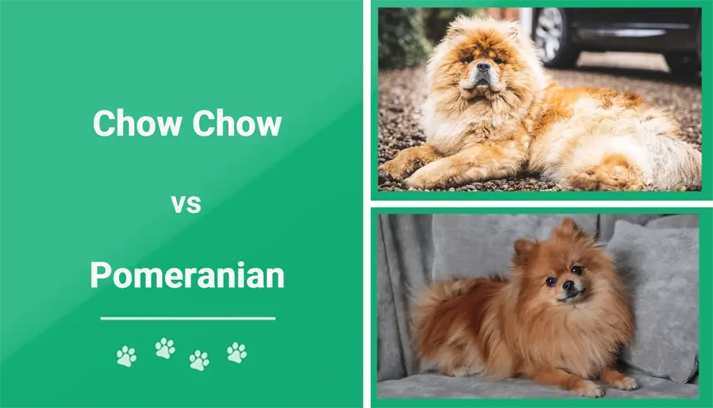 Chow Chow vs. Pommere: Die verskille (met prente)