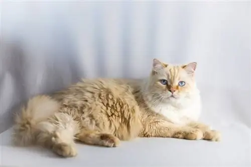 Flame Point Ragdoll Cat: รูปภาพ, ข้อเท็จจริง & ประวัติศาสตร์