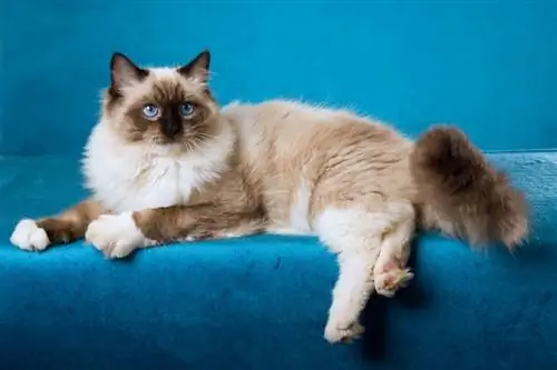 Seal Point Ragdoll Cat: Fakta, opprinnelse & Historie (med bilder)