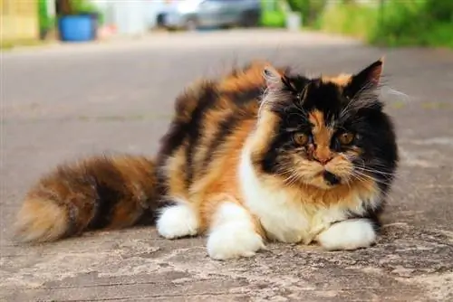 Calico Ragdoll Cat՝ նկարներ, փաստեր & Պատմություն
