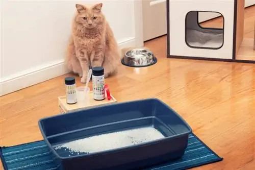 Si të merrni mostrën e urinës nga një mace: 7 këshilla ekspertësh & truket