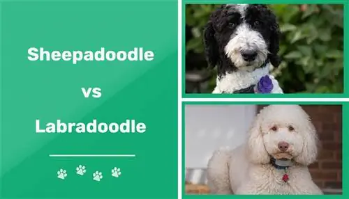 Sheepadoodle vs. Labradoodle: Die wichtigsten Unterschiede (mit Bildern)