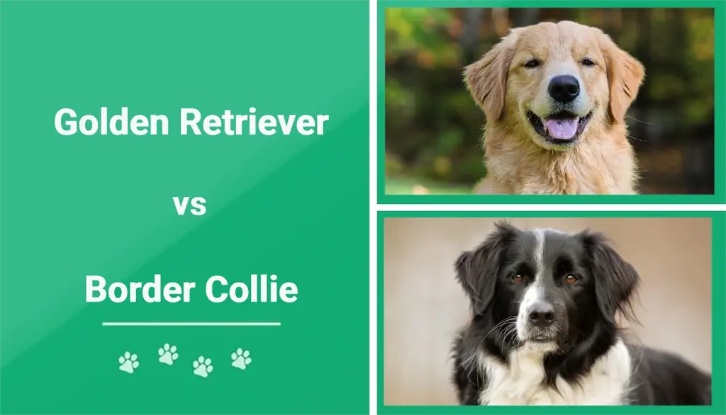Golden Retriever vs Border Collie: Figyelemre méltó különbségek (képekkel)